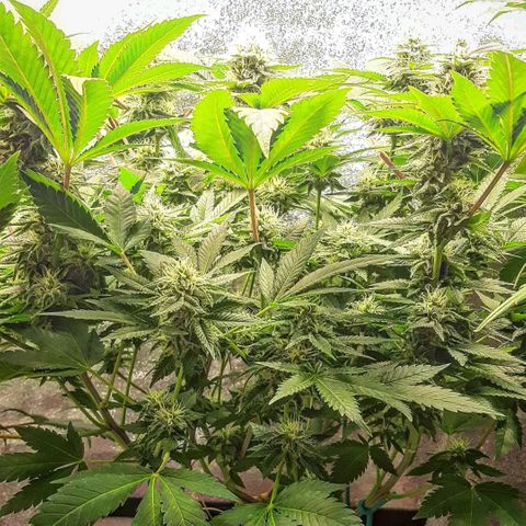 Sexxpot growlog timeline photo