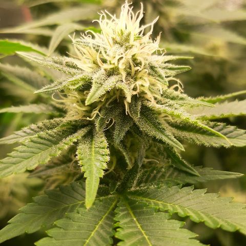 Sexxpot growlog timeline photo