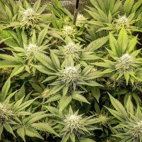 Sexxpot growlog timeline photo