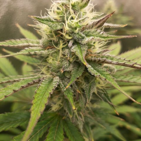 PBJ x vanilla sunbreath  growlog timeline photo