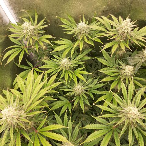 PBJ x vanilla sunbreath  growlog timeline photo