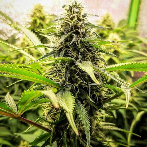 Violet Kush growlog timeline photo