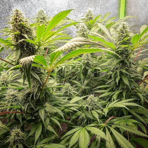 Violet Kush growlog timeline photo