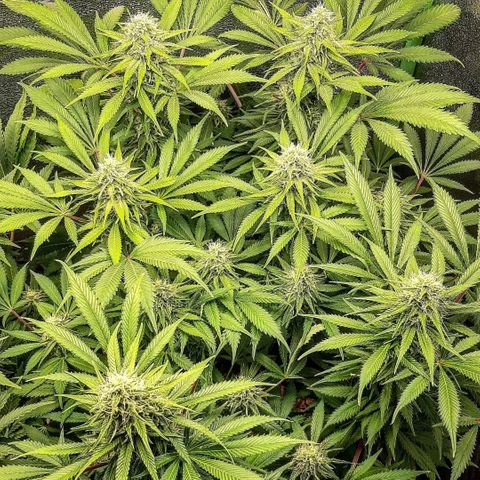 Violet Kush growlog timeline photo