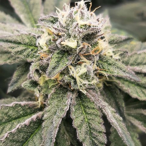 Rainbow Sherblato #41 growlog timeline photo