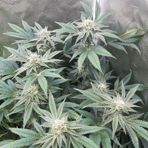 Rainbow Sherblato #41 growlog timeline photo