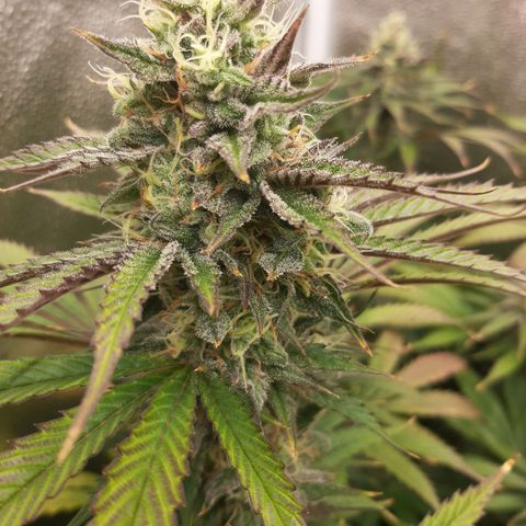PBJ x vanilla sunbreath  growlog timeline photo