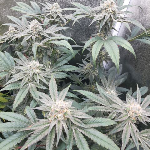 Rainbow Sherblato #41 growlog timeline photo
