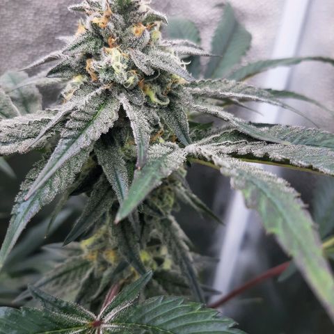Rainbow Sherblato #41 growlog timeline photo