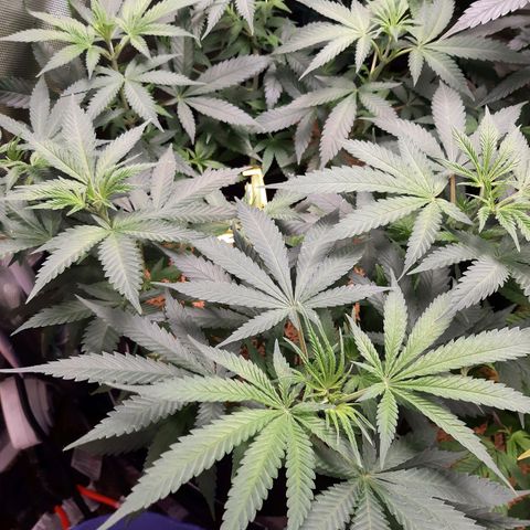 Aurora Indica growlog timeline photo