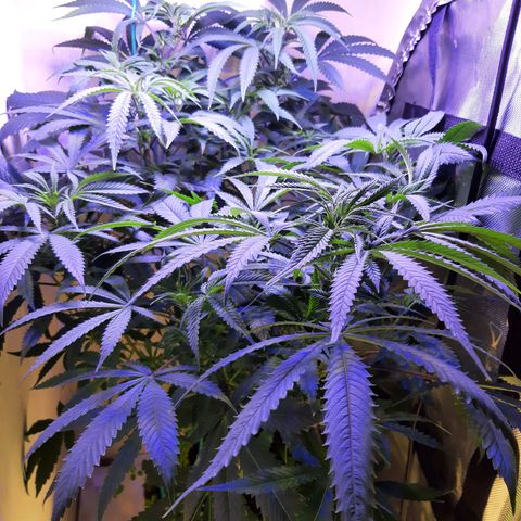 Ice growlog timeline photo