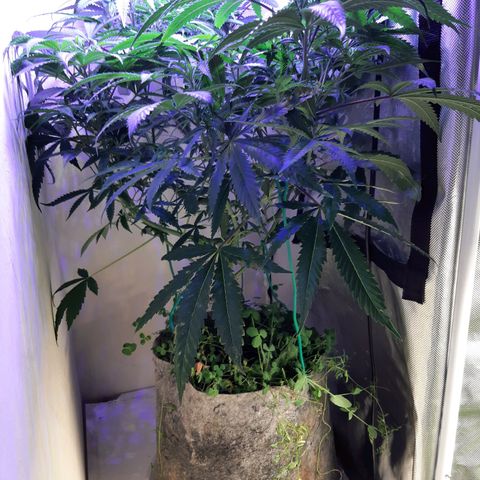 Ice growlog timeline photo