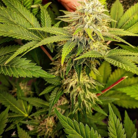 Sexxpot growlog timeline photo