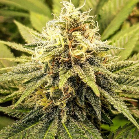 Sexxpot growlog timeline photo