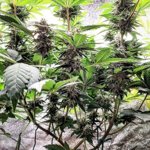 Sexxpot growlog timeline photo