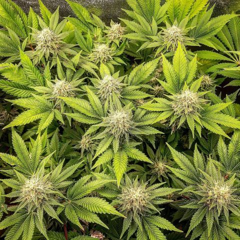 Sexxpot growlog timeline photo