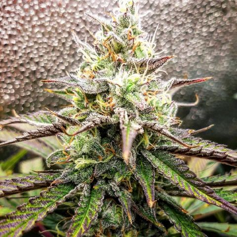 PBJ x vanilla sunbreath  growlog timeline photo