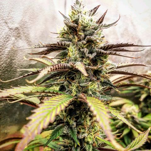 PBJ x vanilla sunbreath  growlog timeline photo