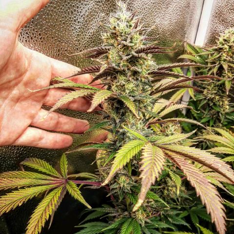 PBJ x vanilla sunbreath  growlog timeline photo