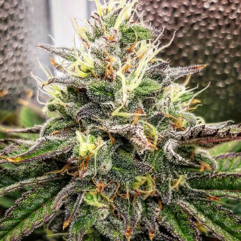 PBJ x vanilla sunbreath  growlog timeline photo