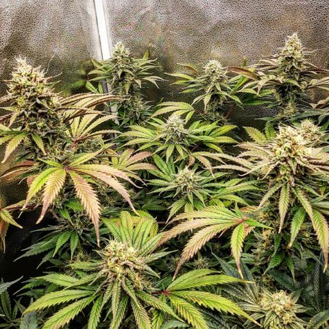 PBJ x vanilla sunbreath  growlog timeline photo
