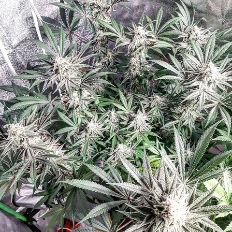 Ethereal growlog timeline photo