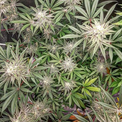 Ethereal growlog timeline photo