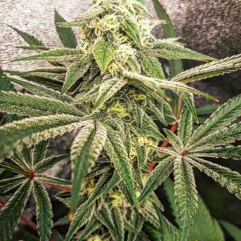 Ethereal growlog timeline photo