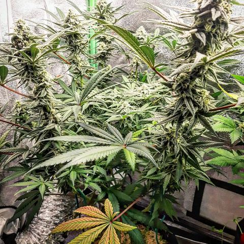 Ethereal growlog timeline photo