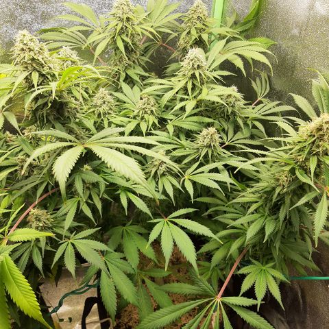 Violet Kush growlog timeline photo
