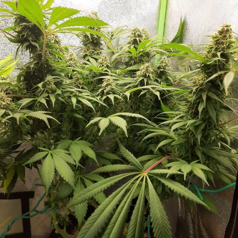 Violet Kush growlog timeline photo