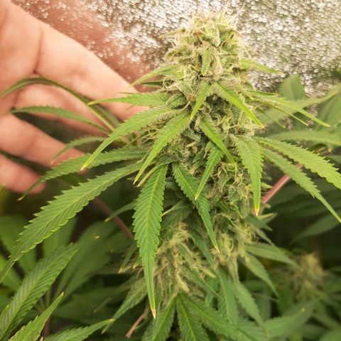 Violet Kush growlog timeline photo
