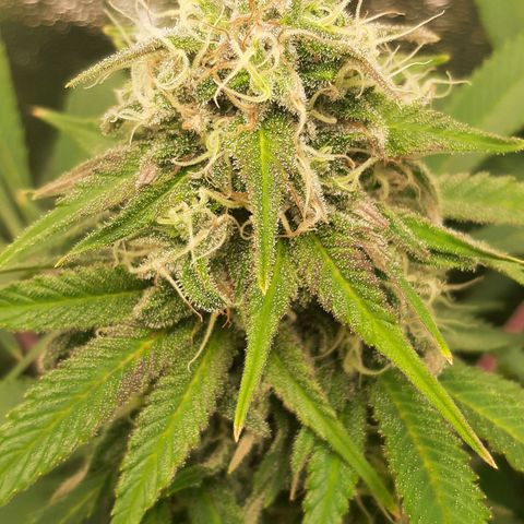 Violet Kush growlog timeline photo
