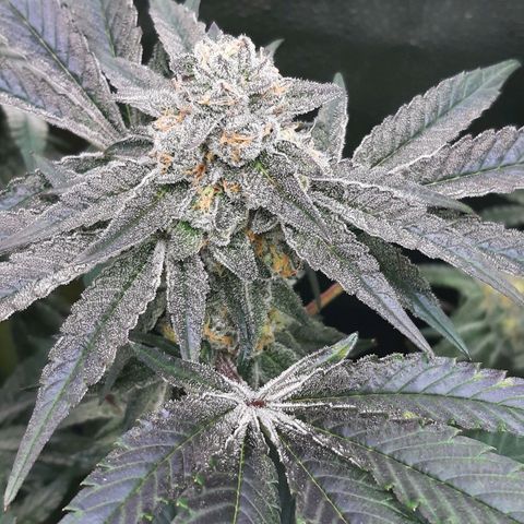 Rainbow Sherblato #41 growlog timeline photo