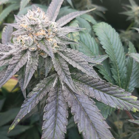 Rainbow Sherblato #41 growlog timeline photo