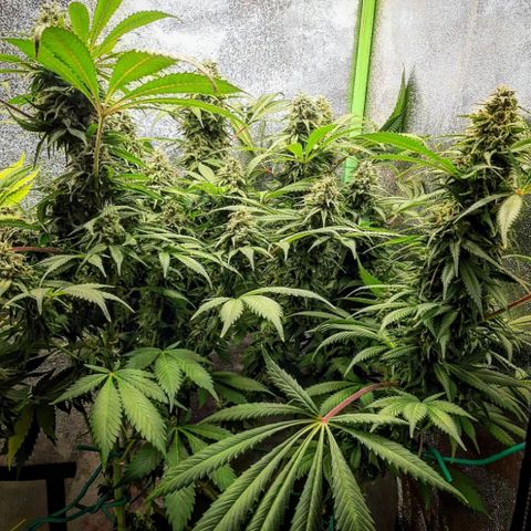 Violet Kush growlog timeline photo