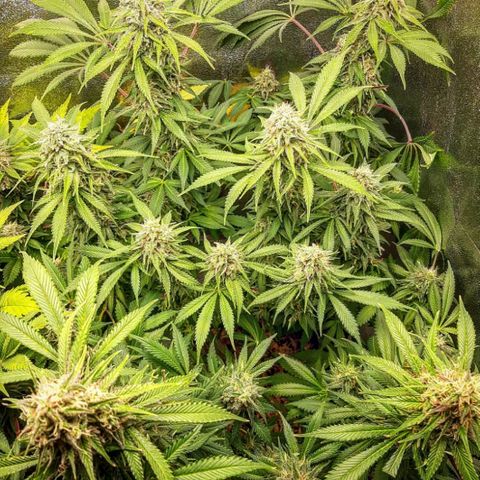 Violet Kush growlog timeline photo