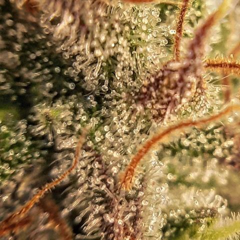 Violet Kush growlog timeline photo