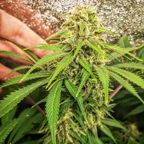 Violet Kush growlog timeline photo