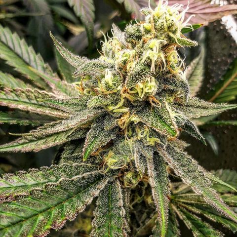 Rainbow Rock growlog timeline photo
