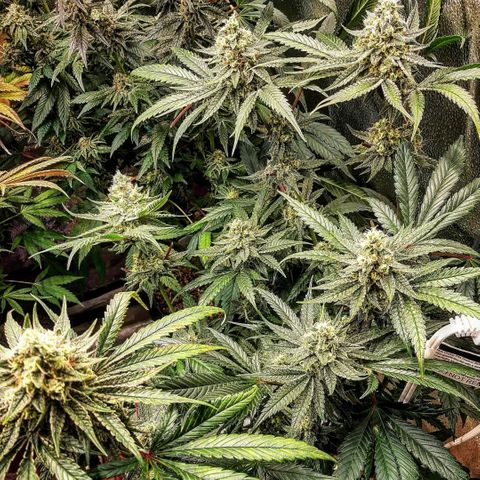 Rainbow Rock growlog timeline photo