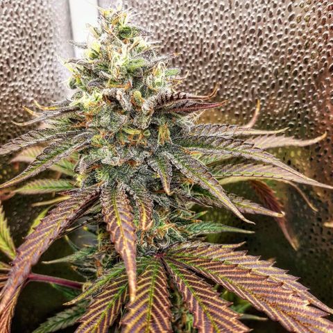 PBJ x vanilla sunbreath  growlog timeline photo