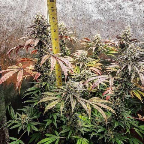 PBJ x vanilla sunbreath  growlog timeline photo