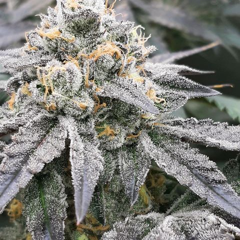 Rainbow Sherblato #41 growlog timeline photo