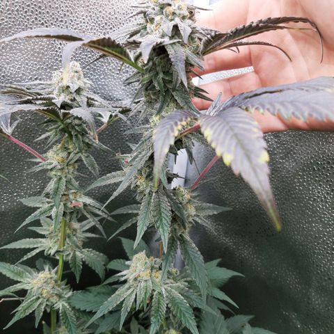 Rainbow Sherblato #41 growlog timeline photo