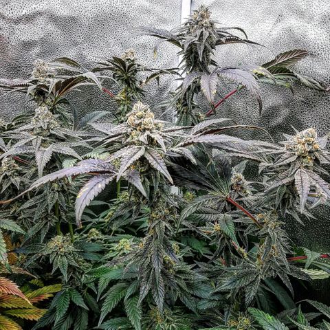 Rainbow Sherblato #41 growlog timeline photo
