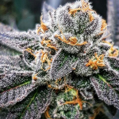 Rainbow Sherblato #41 growlog timeline photo