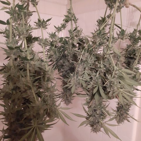 Violet Kush growlog timeline photo