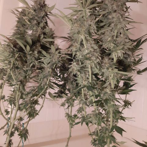 Violet Kush growlog timeline photo