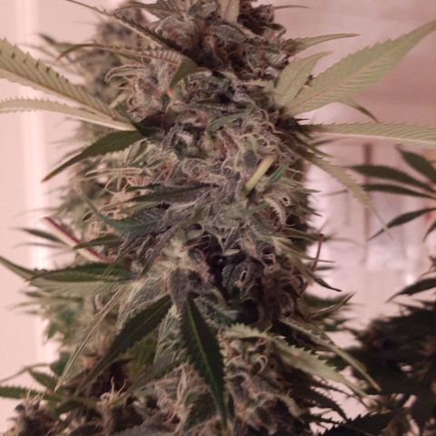 Violet Kush growlog timeline photo